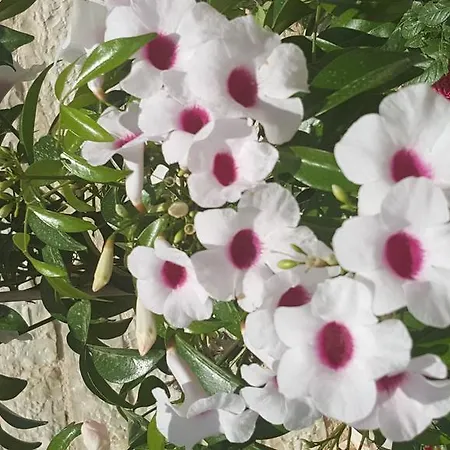 Maria Pf Villa Nidhrion