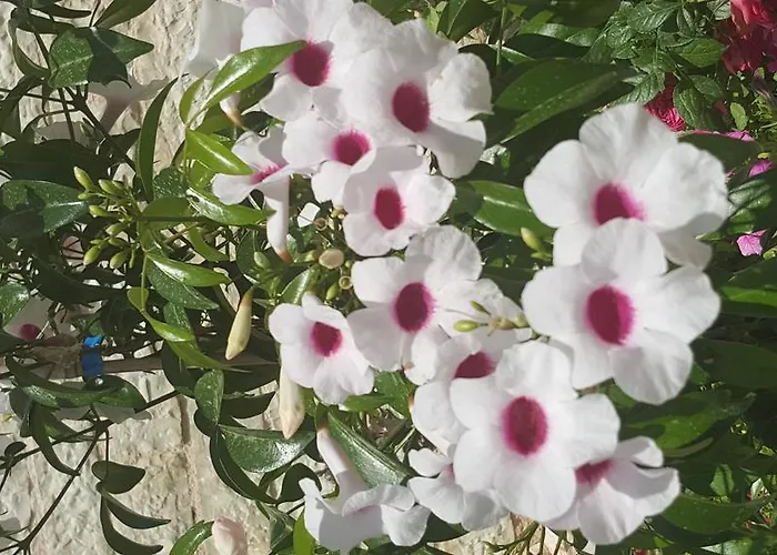 Maria Pf Willa Nydri (Lefkada)